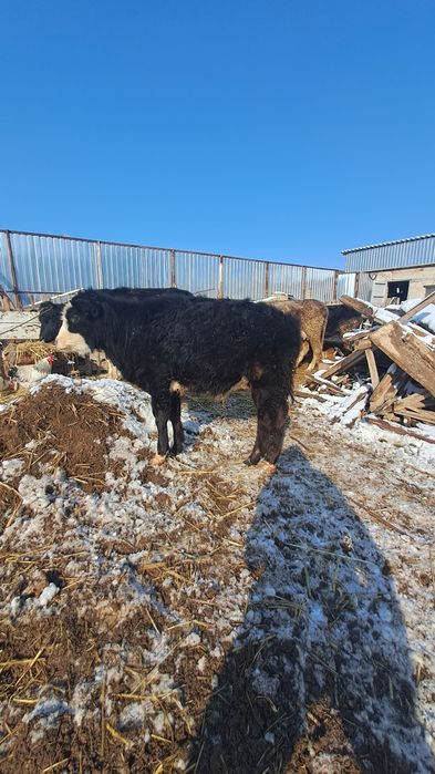 Баспак сатылады  осы