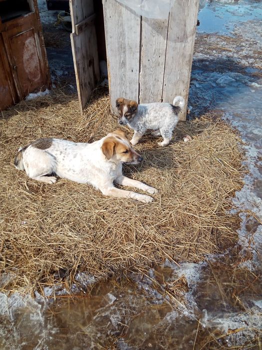 Отдам в добрые руки