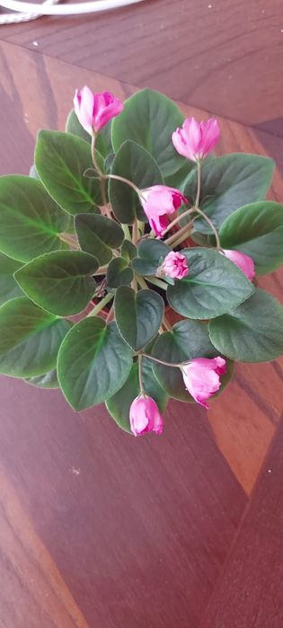 ФИАЛКИ (более 100 сортов) !