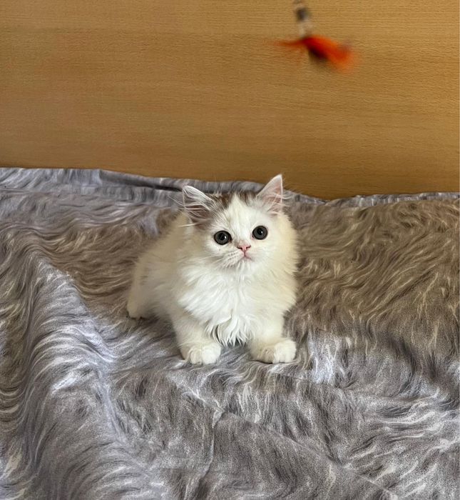 Котята фолды и страйты