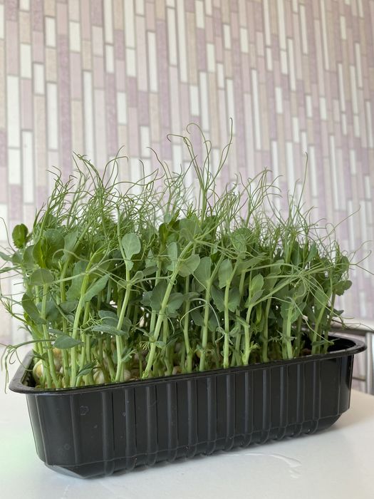 Микрозелень: Горох..