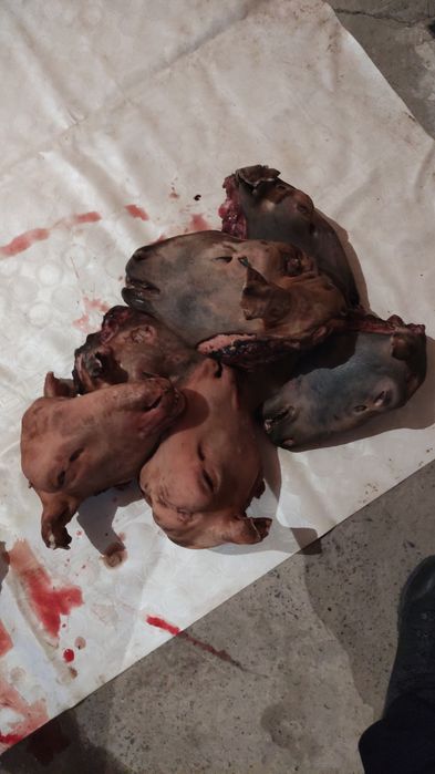 Койдын басы  уйытылган