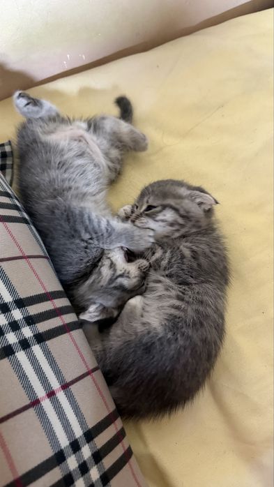 Продам котят вислоухие