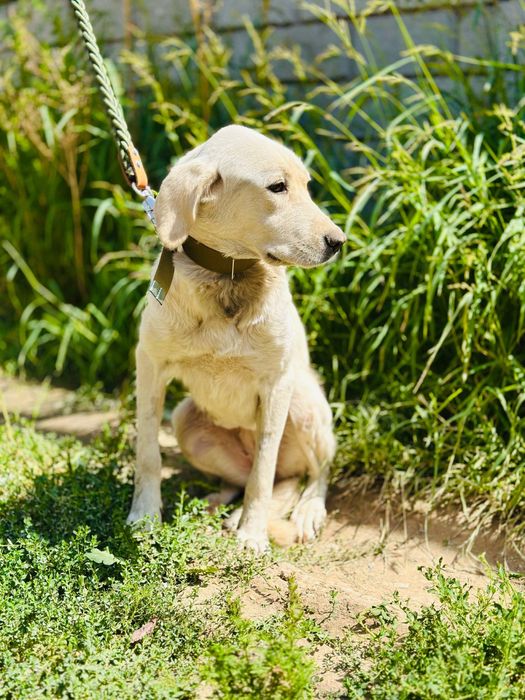 Айрис ищет семью. Очень нежная девочка