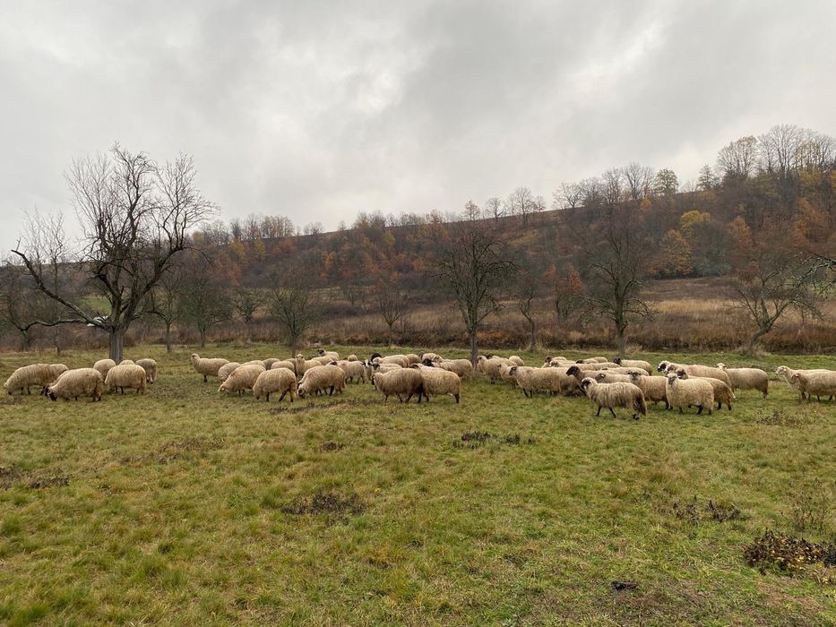 Vind oi informati.la numerele de telefon