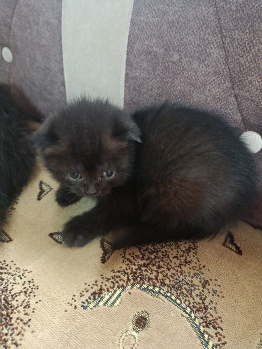 Котята скотиш страйт и фолд