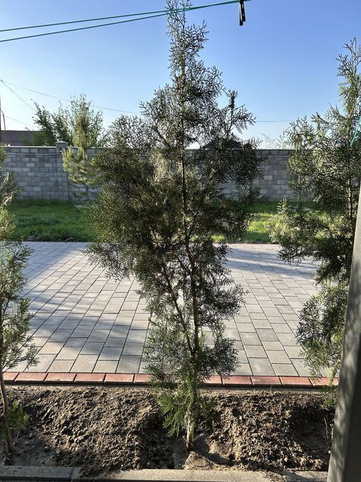 Туи Брабант! Туи Брабант! Туи Брабант!