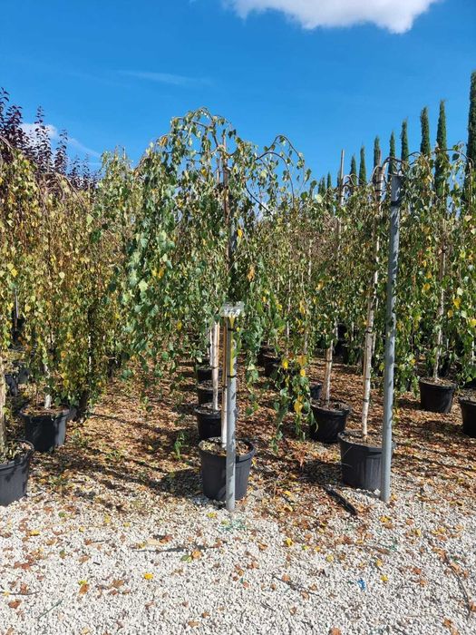 Mesteacan Alb  Tei de Floare  Salcie pletoasa