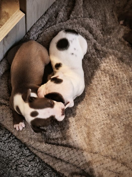 Питбулчета бебета