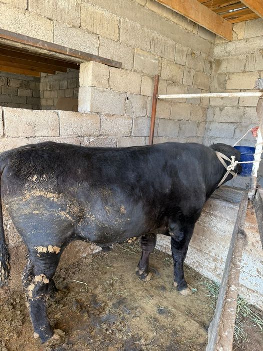 Ангус бұқа сатылады