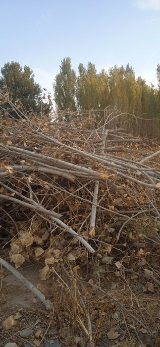 Утин сотилади терак шохлари