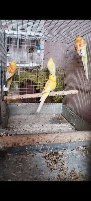 Папугай певчи сотилади