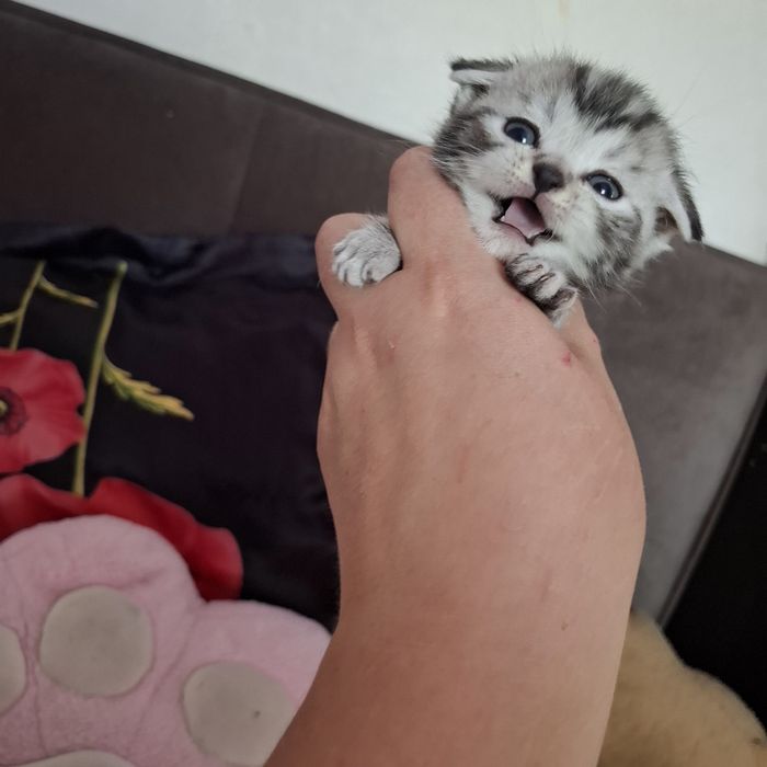 Шотландские вислоухие котята