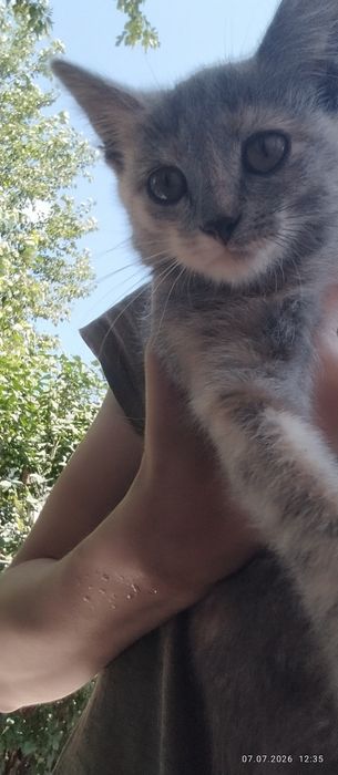 Вислоухие котята