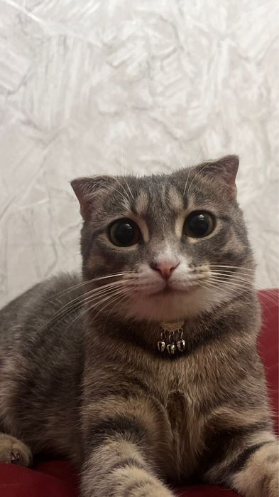 Кошка шотландский веселуха