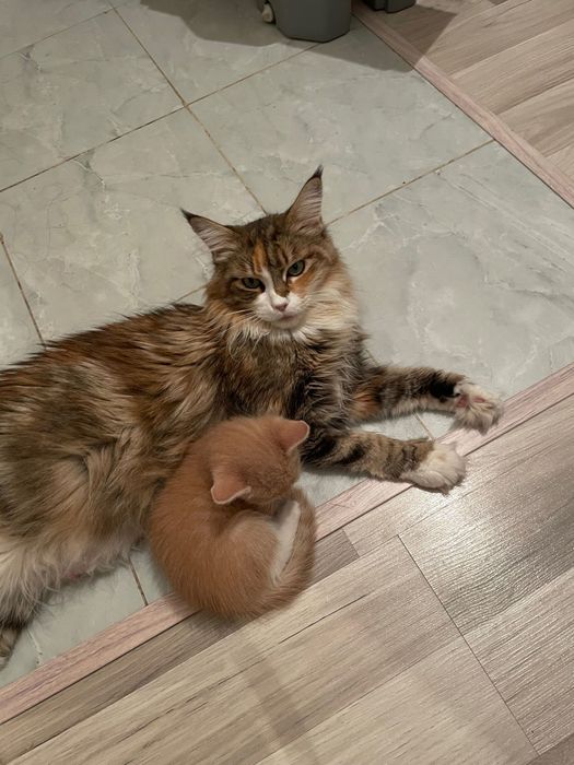 Игривый котенок 4 месяца