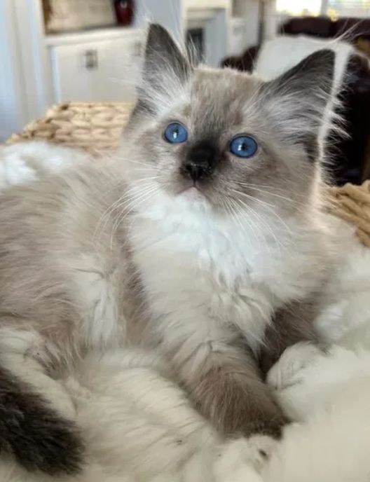 Ragdoll pufoasa fetița  800lei