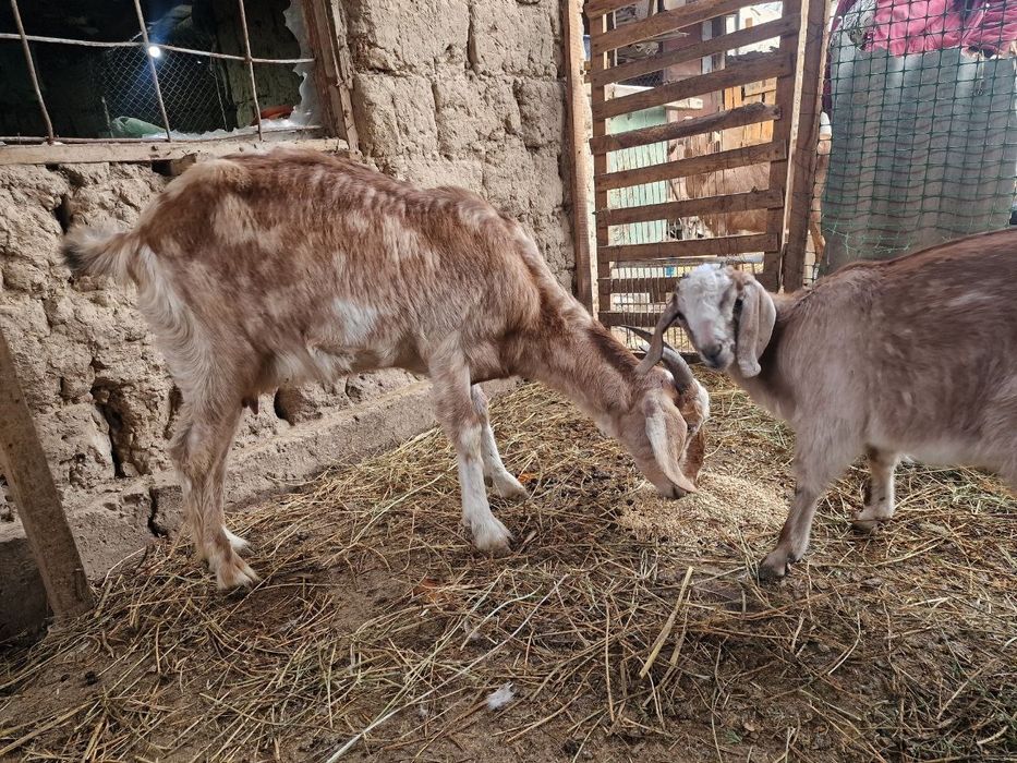 Продам коз ешкі сатам