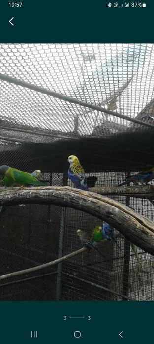 Розеллы желтоголовые, пёстрые.