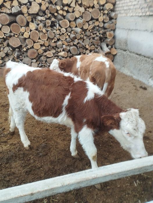 Smental turiga mansub mollar sotiladi 2 ta