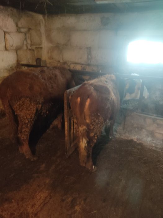 Продам тёлочек 1 год.