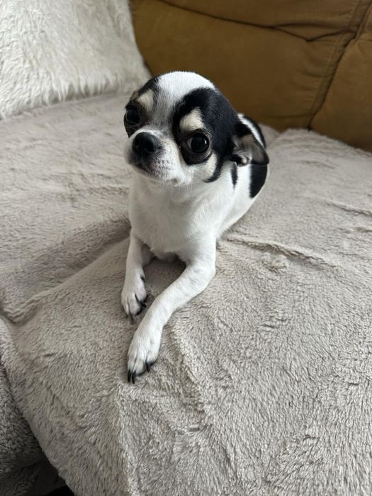 Женско куче Чихуахуа