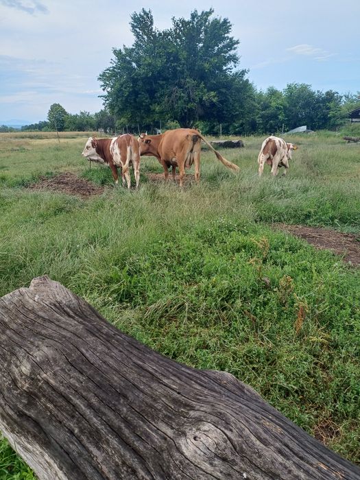 2 vitei si o vaca