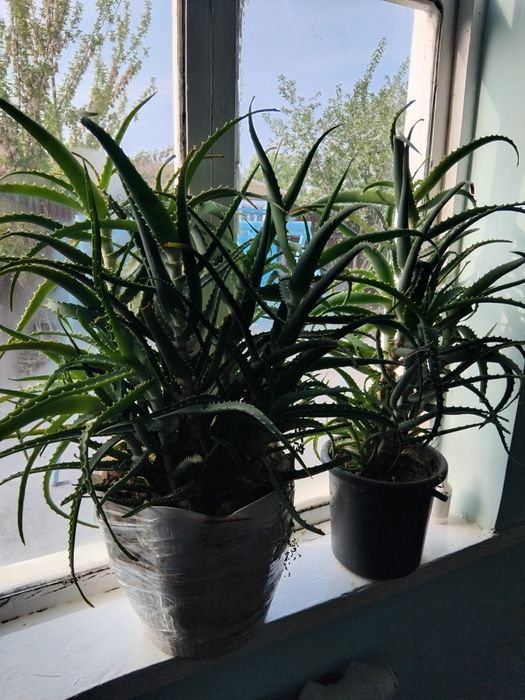 Гул домашний сатылады