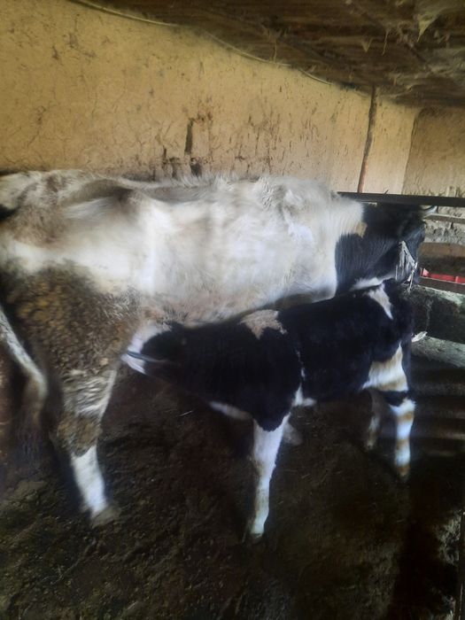 Осы сиыр сатылады