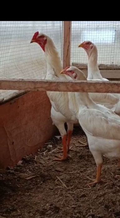 Окладан Тухум бор