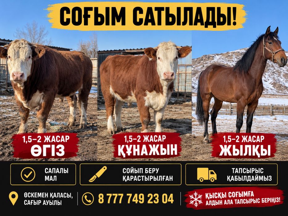 Соғым сатылады өгіз,құнажын,жылқы!