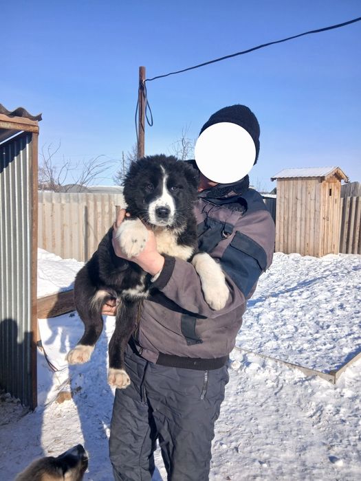 Продам Собак алабаи