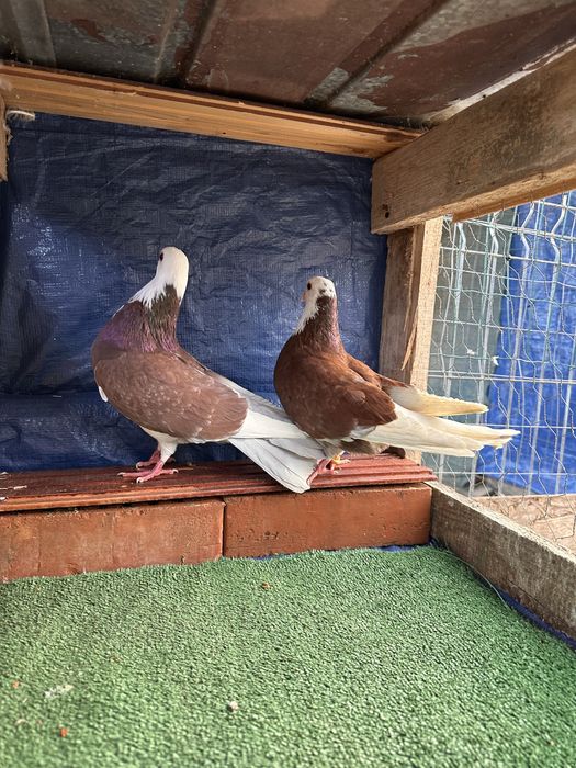 Schimb cu viorii de severin