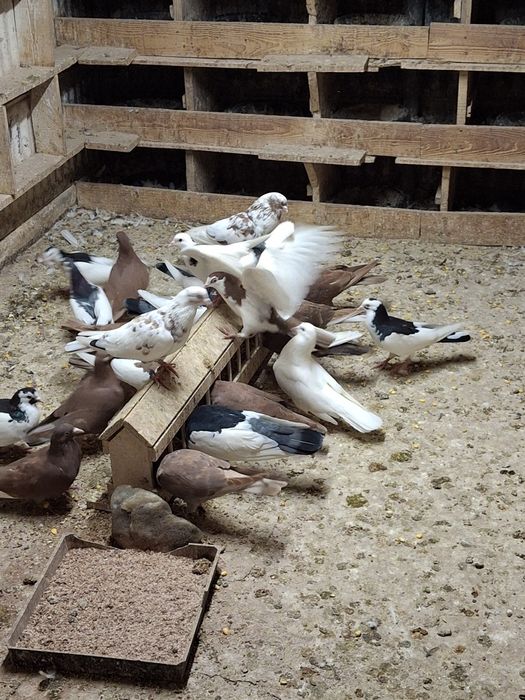 Пазарджишки гълаби