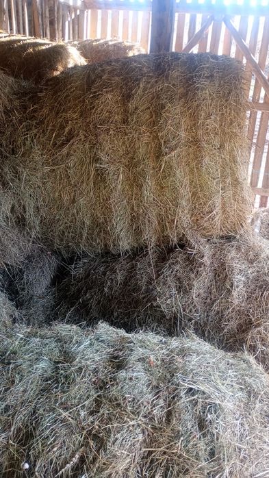 Baloți rotunzi de lucernă și otavă măruntă