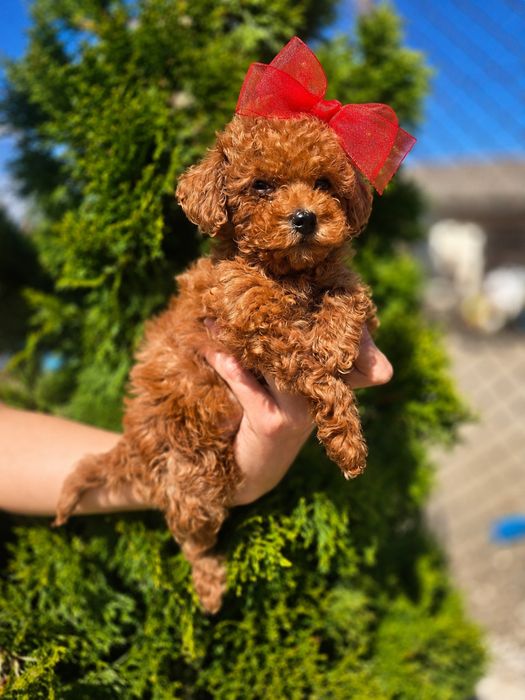 Пудел  Той /Poodle toy/