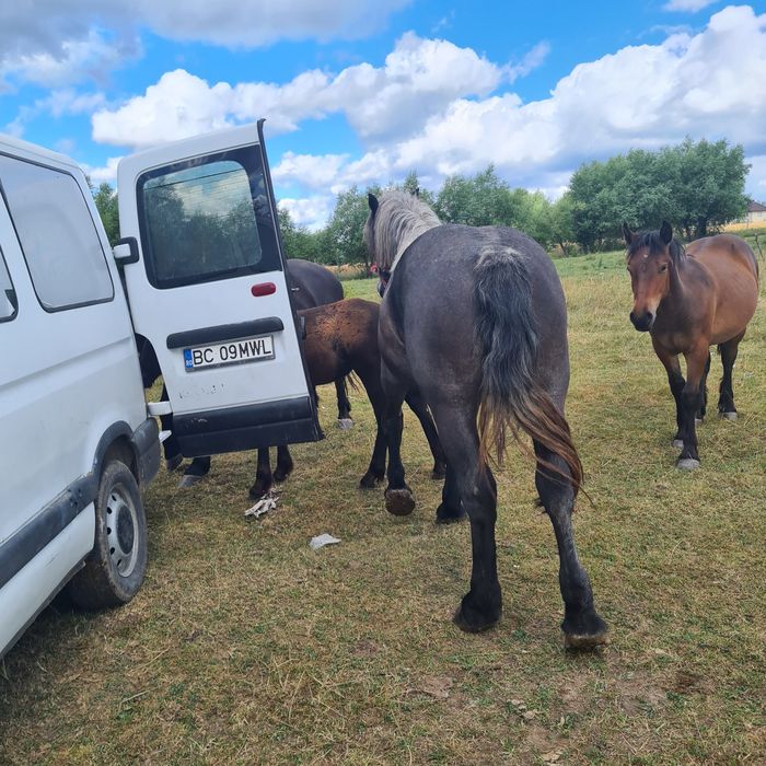 Iepe mhnji de vhnzare informații la telefon