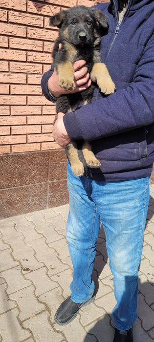 Щенки овчарки 2 месяца