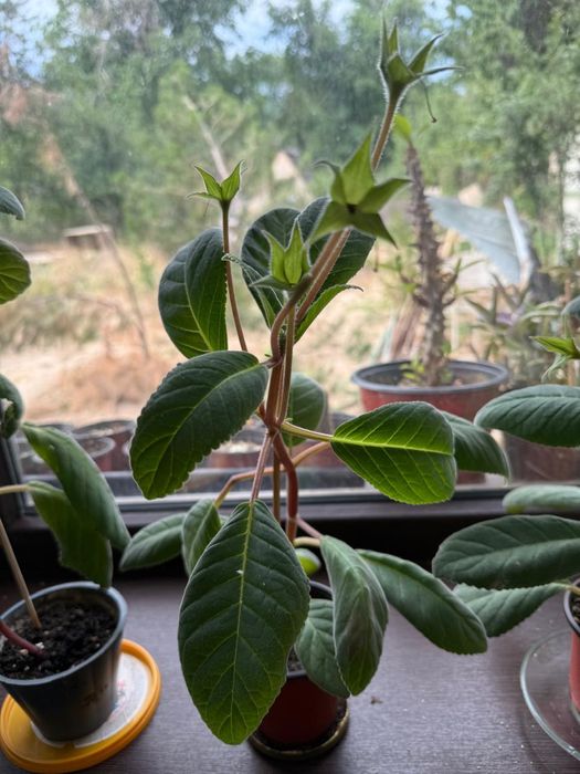 Домашние цветы .