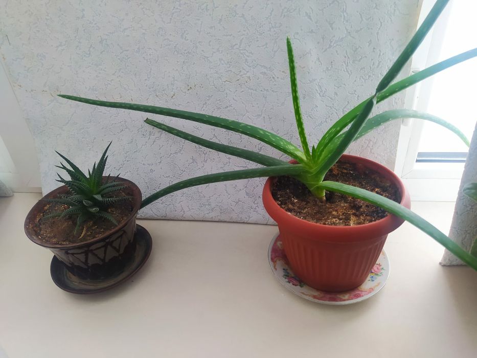 Комнатные цветы продам