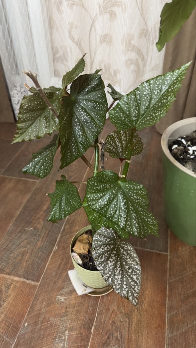 Продаю цветок бегонья