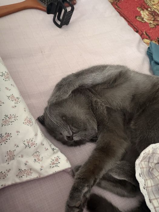 Кошка продам шымкент
