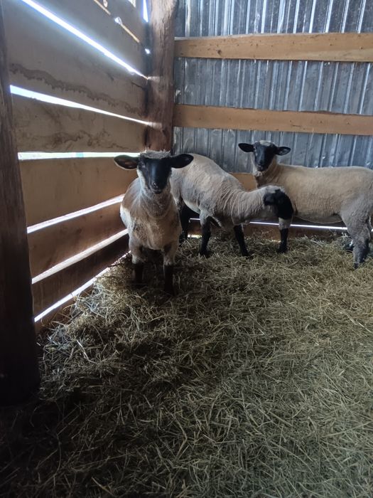 Miele  sulfoc    de vânzaee