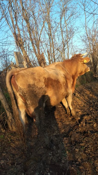 Vaca de vânzare a fătat acum 3 zile un tauras se vând împreuna
