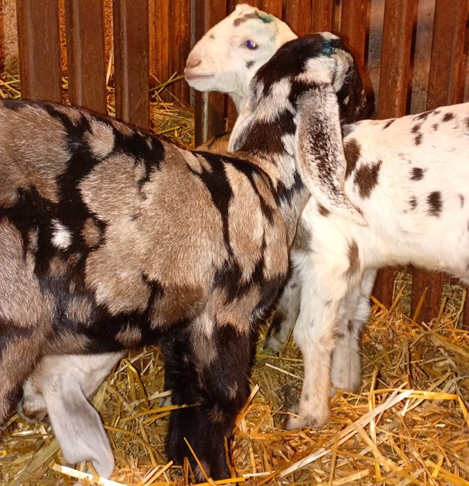 Anglonubiene ieduțe si iezi de vânzare