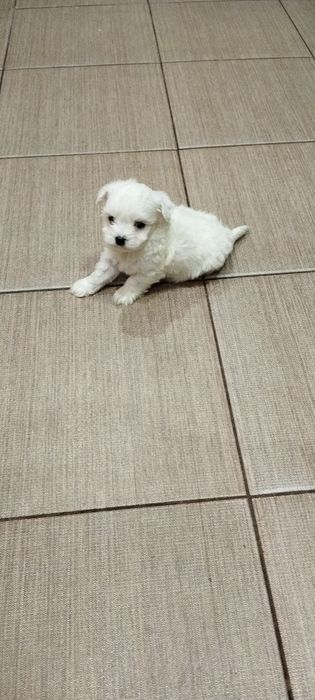 Bichon maltes mini toy