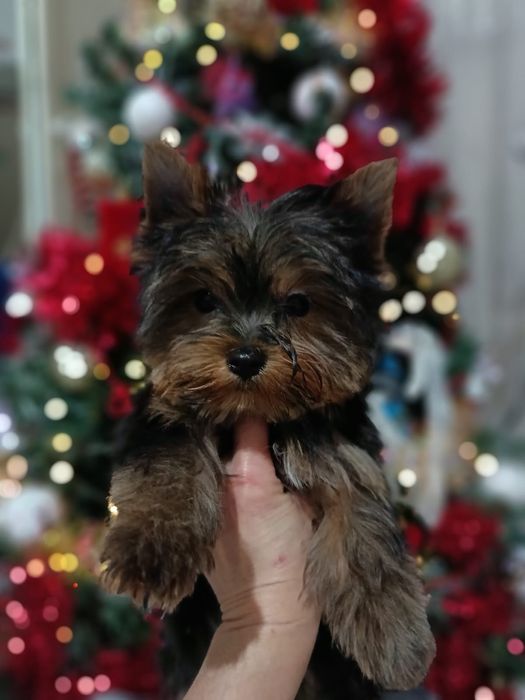 Йоркширские терьеры мальчики