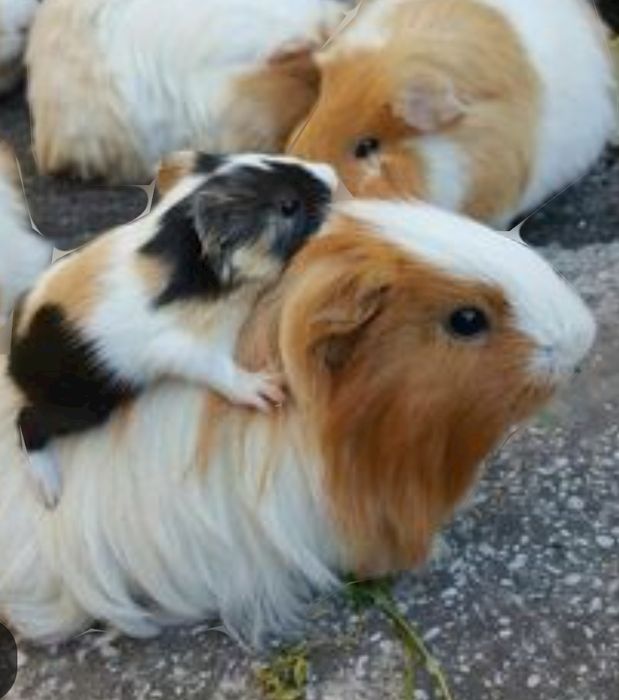 Свинка морская, свинка