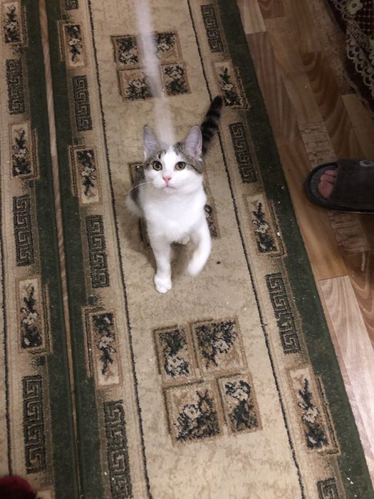 Отдам в добрые руки