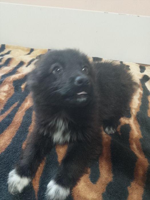 Отдам щенков.Звоночки